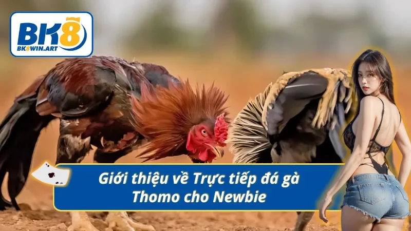  Những thông tin chính về trực tiếp đá gà Thomo